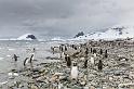 134 Antarctica, Danco Island, ezelspinguins